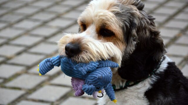 おもちゃと犬
