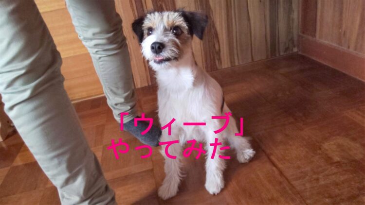 犬が足の間をくぐる技 ウィーブ をラファとやってみた 教え方は簡単 らふぁブログ