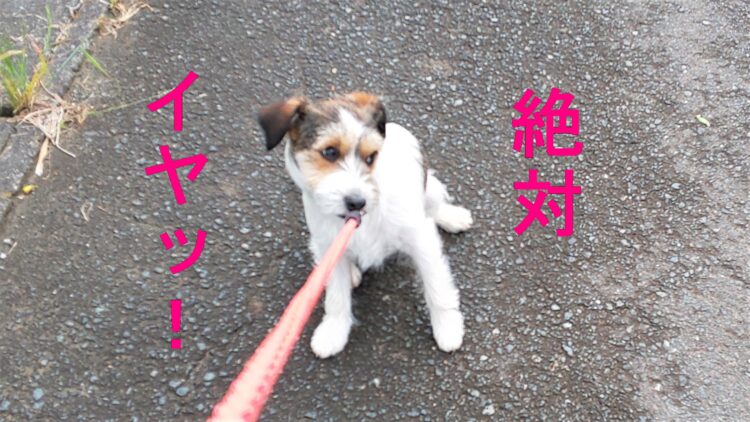 子犬が散歩で歩かないときの対処法 散歩を嫌がる理由とその解決方法 らふぁブログ