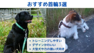 おすすめの首輪を解説